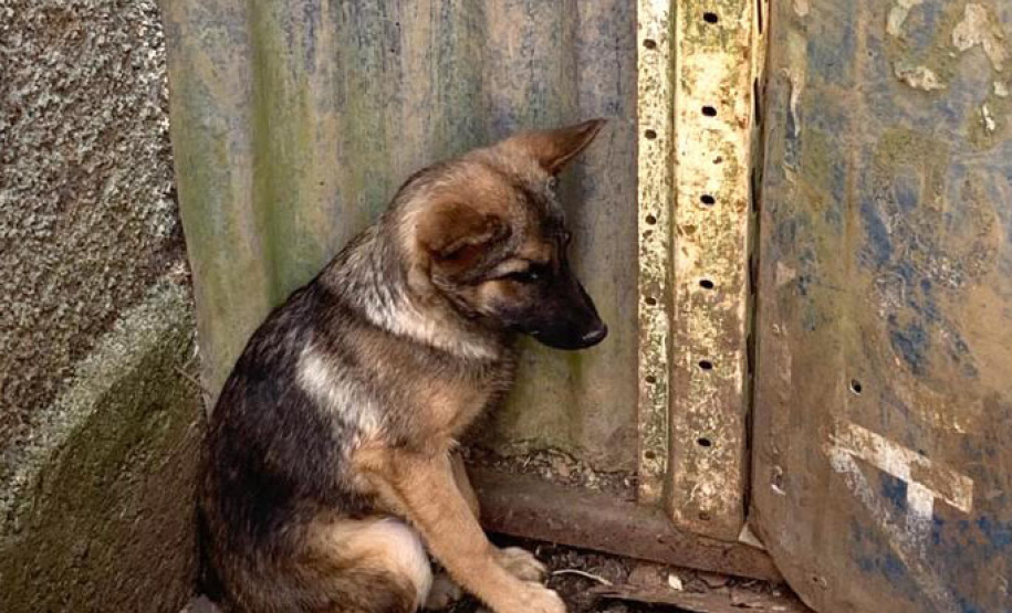 Dados do Disque Denúncia 181, ferramenta da Secretaria de Segurança Pública do Paraná, apontam aumento de 111,6% nas denúncias de maus-tratos a animais domésticos no Estado nos primeiros cinco meses de 2021, se comparado ao mesmo período de 2020. - Curitiba, 05/07/2021 - Foto: SESP-PR