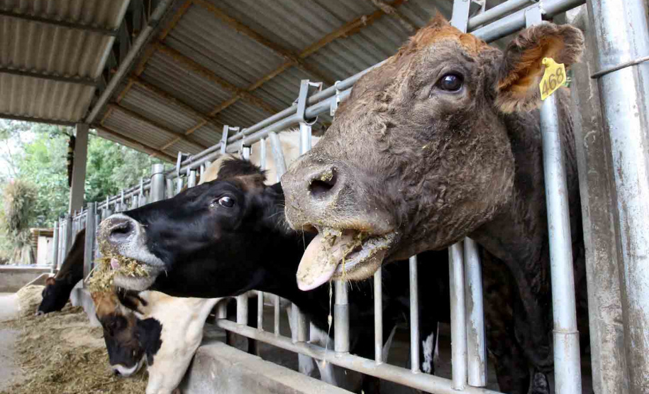 Adapar inicia busca de propriedades que não cadastraram rebanho  Foto:Jaelson Lucas / AEN