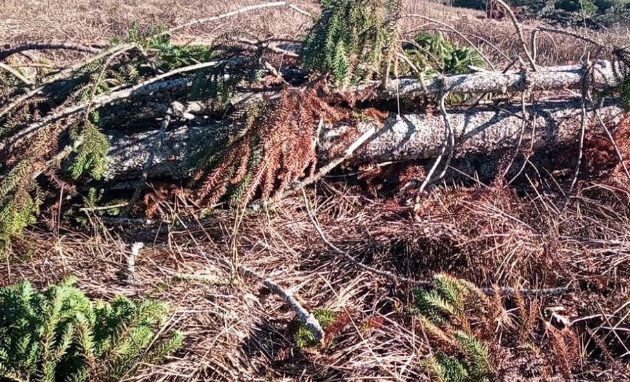 Fiscais do Instituto Água e Terra (IAT) identificaram mais de 100 hectares (ha) de desmatamento na região Centro-Sul do Estado, na última semana. O IAT é um órgão vinculado à Secretaria do Desenvolvimento Sustentável e do Turismo (Sedest). - Curitiba, 05/07/2021 - Foto: SEDEST/IAT