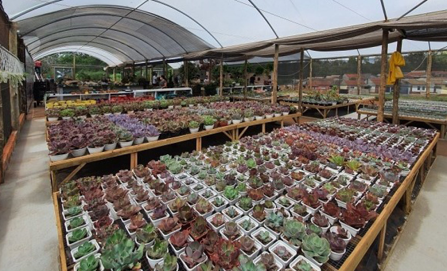 Cultivo de plantas ornamentais vira negócio e gera empregos. Foto: IDR-Paraná. Foto: IDR-Paraná