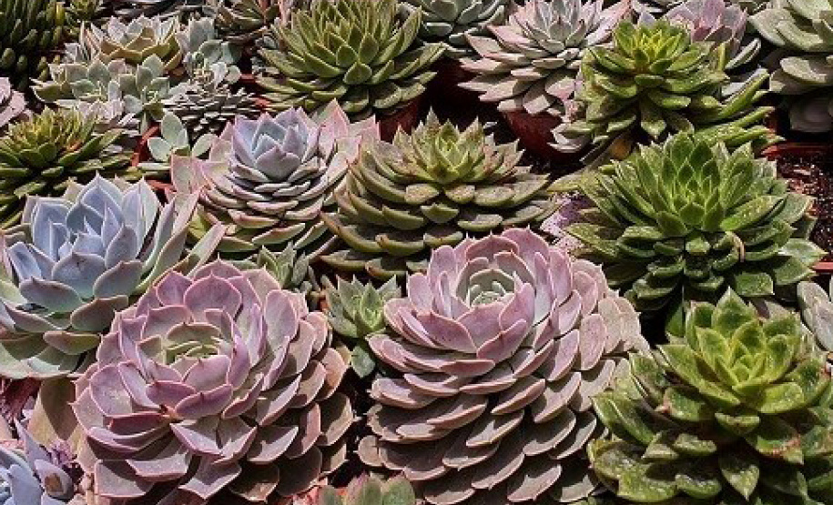 xCultivo de plantas ornamentais vira negócio e gera empregos. Foto: IDR-Paraná. Foto: IDR-Paraná