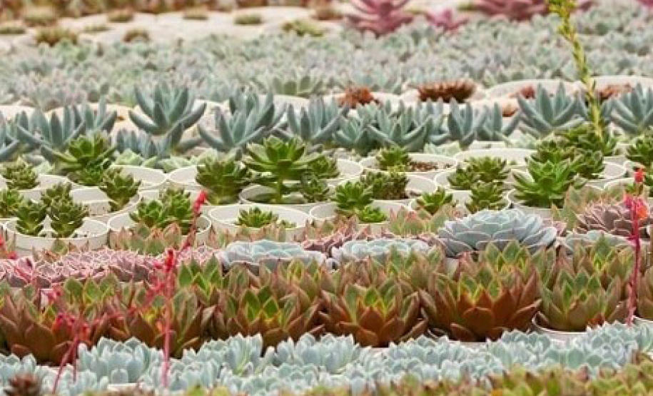 Cultivo de plantas ornamentais vira negócio e gera empregos. Foto: IDR-Paraná. Foto: IDR-Paraná