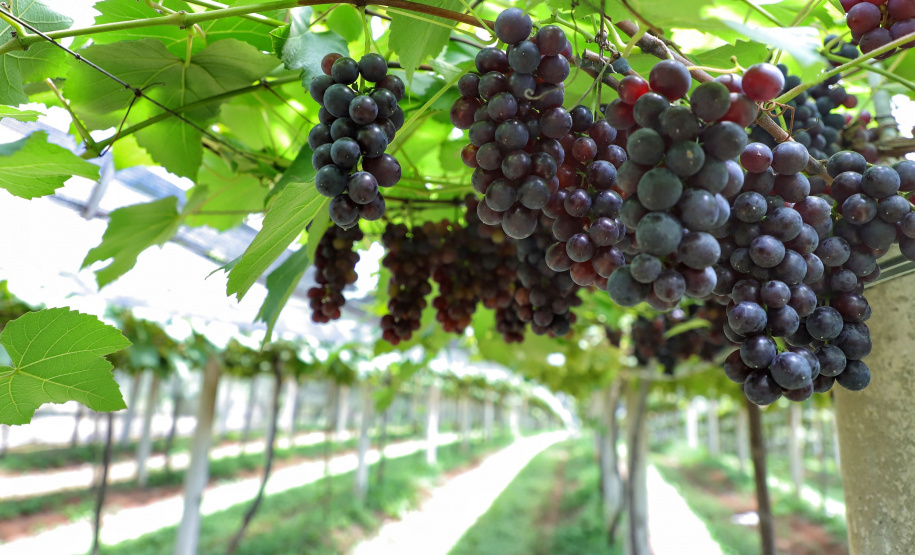 Professor da Agronomia é eleito para Comitê de Assessoramento do CNPq
Foto: Jose Fernando Ogura/AEN