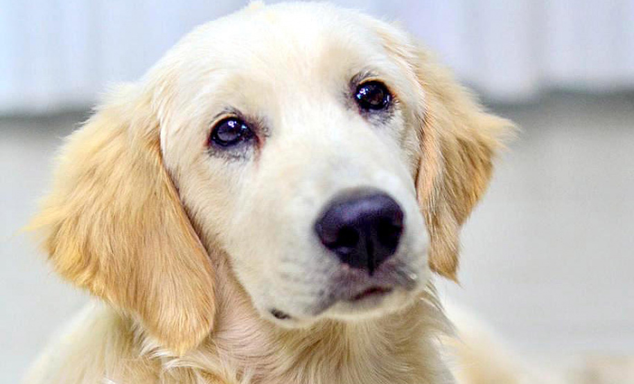 Cão da PM é aplicado para estimular interação de pacientes atendidos pelo PRUMOS em Londrina - Curitiba, 09/07/2021 - Foto: PMPR