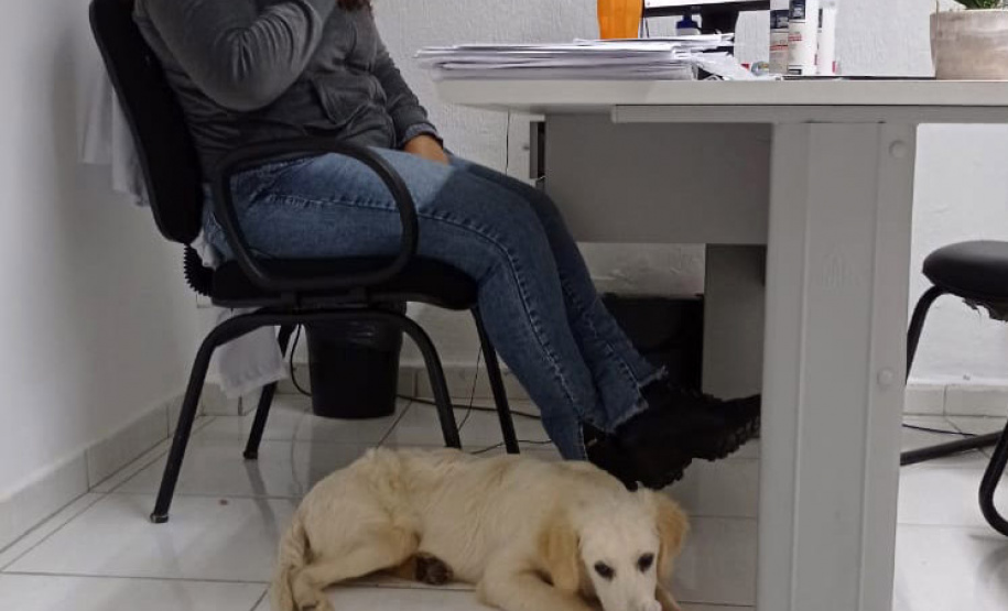 Cão da PM é aplicado para estimular interação de pacientes atendidos pelo PRUMOS em Londrina - Curitiba, 09/07/2021 - Foto: PMPR