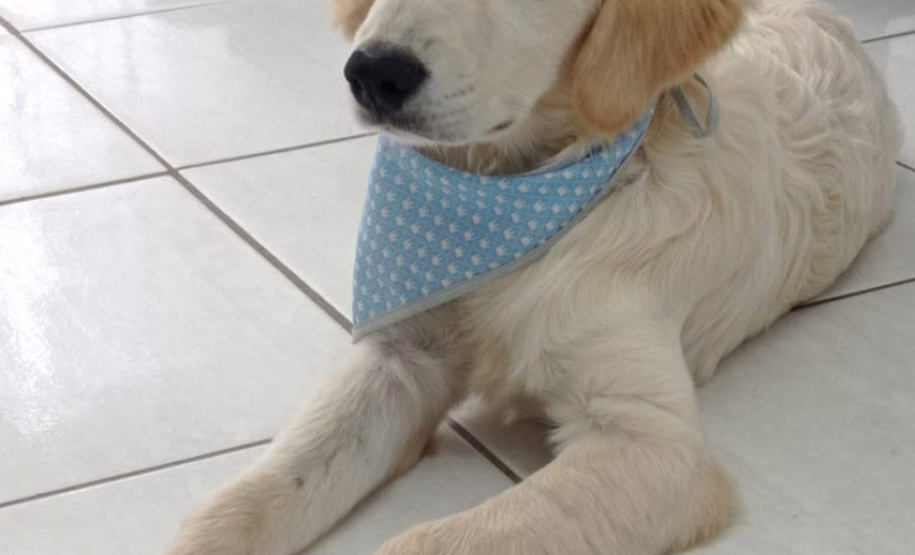 Cão da PM é aplicado para estimular interação de pacientes atendidos pelo PRUMOS em Londrina - Curitiba, 09/07/2021 - Foto: PMPR