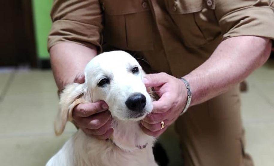 Cão da PM é aplicado para estimular interação de pacientes atendidos pelo PRUMOS em Londrina - Curitiba, 09/07/2021 - Foto: PMPR