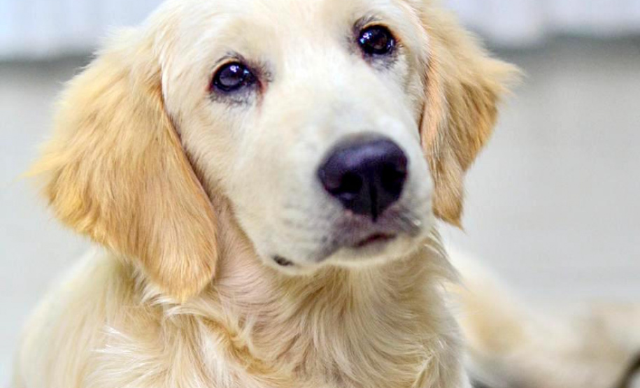 Cão da PM é aplicado para estimular interação de pacientes atendidos pelo PRUMOS em Londrina - Curitiba, 09/07/2021 - Foto: PMPR
