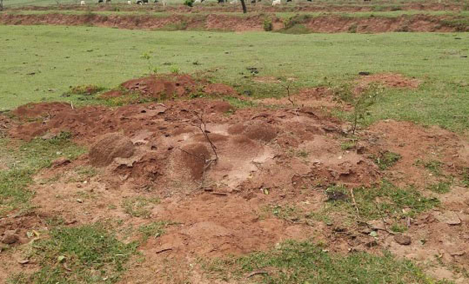 Na região Noroeste do estado a formiga cortadeira, a saúva, já é considerada uma praga praticamente fora de controle. Ela aparece na maioria das propriedades, causando prejuízos para diversas culturas. - Curitiba, 09/07/2021 - Foto: IDR-PARANÄ