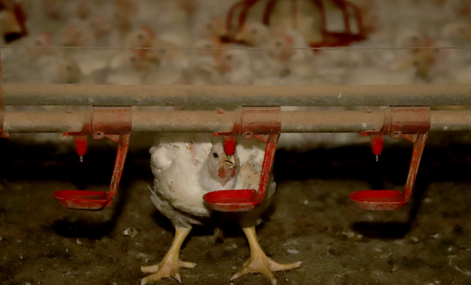 GRANJA DE FRANGOS  - Lídio Michels - Produtor de Frangos em Toledo, Oeste do Paraná  -  Toledo, 29/06/2021  -  Foto: Ari Dias/AEN