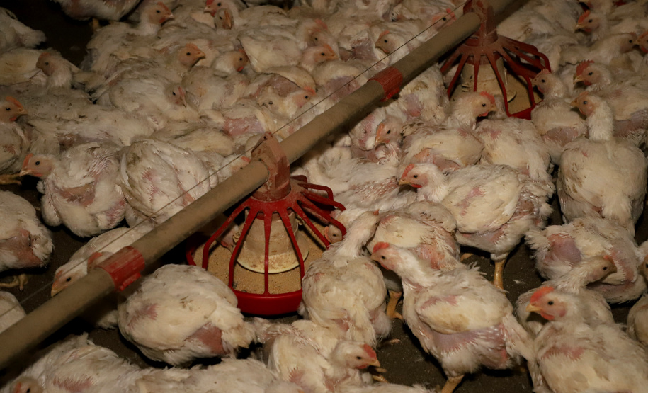 GRANJA DE FRANGOS  - Lídio Michels - Produtor de Frangos em Toledo, Oeste do Paraná  -  Toledo, 29/06/2021  -  Foto: Ari Dias/AEN