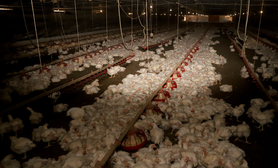 GRANJA DE FRANGOS  - Lídio Michels - Produtor de Frangos em Toledo, Oeste do Paraná  -  Toledo, 29/06/2021  -  Foto: Ari Dias/AEN