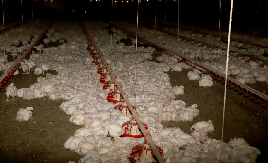 GRANJA DE FRANGOS  - Lídio Michels - Produtor de Frangos em Toledo, Oeste do Paraná  -  Toledo, 29/06/2021  -  Foto: Ari Dias/AEN
