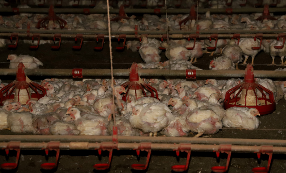 GRANJA DE FRANGOS  - Lídio Michels - Produtor de Frangos em Toledo, Oeste do Paraná  -  Toledo, 29/06/2021  -  Foto: Ari Dias/AEN