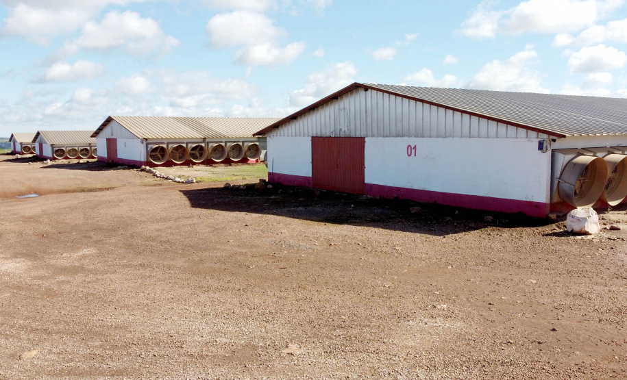 GRANJA DE FRANGOS  - Lídio Michels - Produtor de Frangos em Toledo, Oeste do Paraná  -  Toledo, 29/06/2021  -  Foto: Ari Dias/AEN