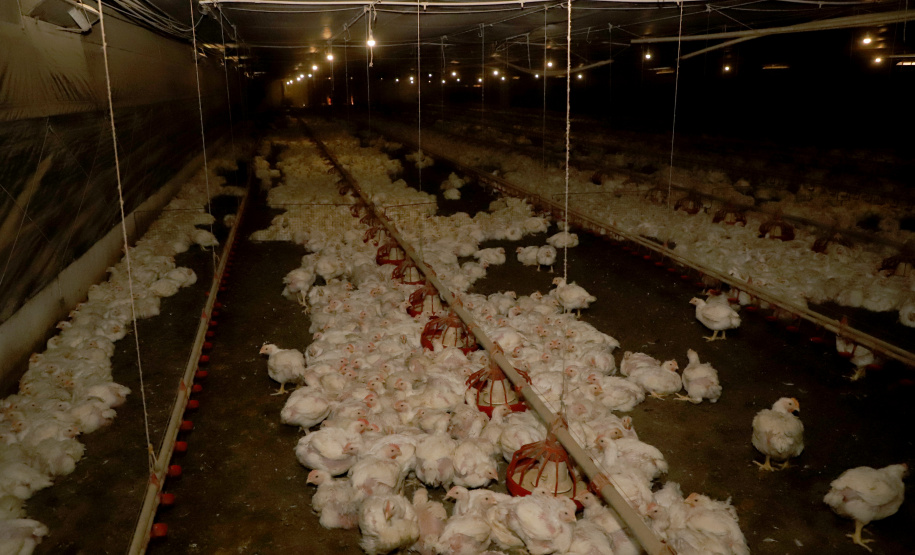 GRANJA DE FRANGOS  - Lídio Michels - Produtor de Frangos em Toledo, Oeste do Paraná  -  Toledo, 29/06/2021  -  Foto: Ari Dias/AEN