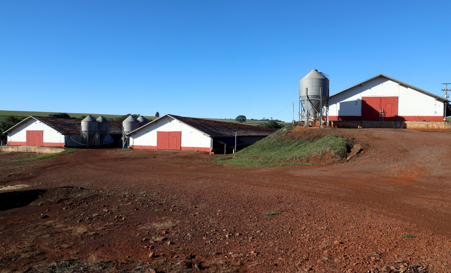 GRANJA DE FRANGOS - Edenílson Carlos Copini - Produtor de Frangos em Toledo, Oeste do Paraná  -  Toledo, 29/06/2021  -  Foto: Ari Dias/AEN