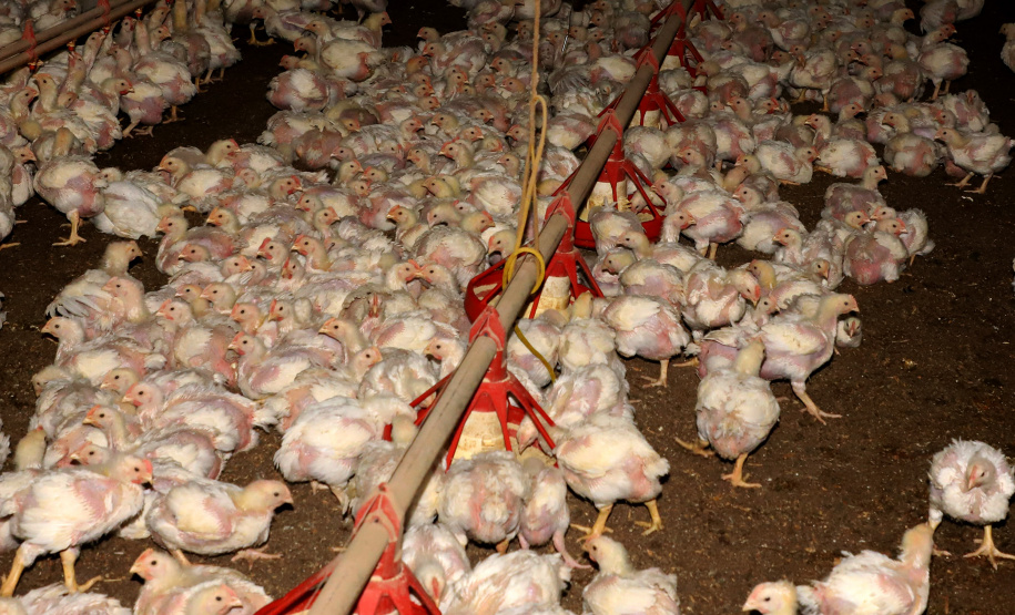 GRANJA DE FRANGOS - Edenílson Carlos Copini - Produtor de Frangos em Toledo, Oeste do Paraná  -  Toledo, 29/06/2021  -  Foto: Ari Dias/AEN