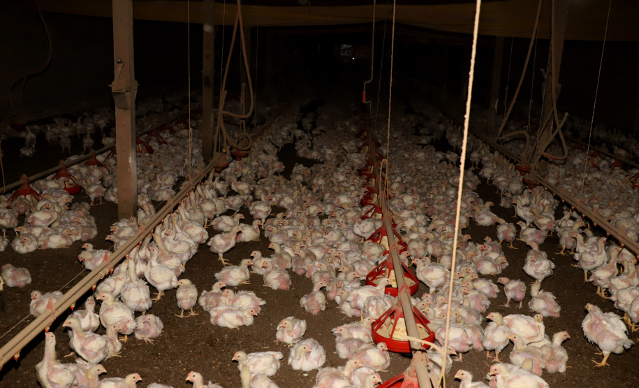 GRANJA DE FRANGOS - Edenílson Carlos Copini - Produtor de Frangos em Toledo, Oeste do Paraná  -  Toledo, 29/06/2021  -  Foto: Ari Dias/AEN