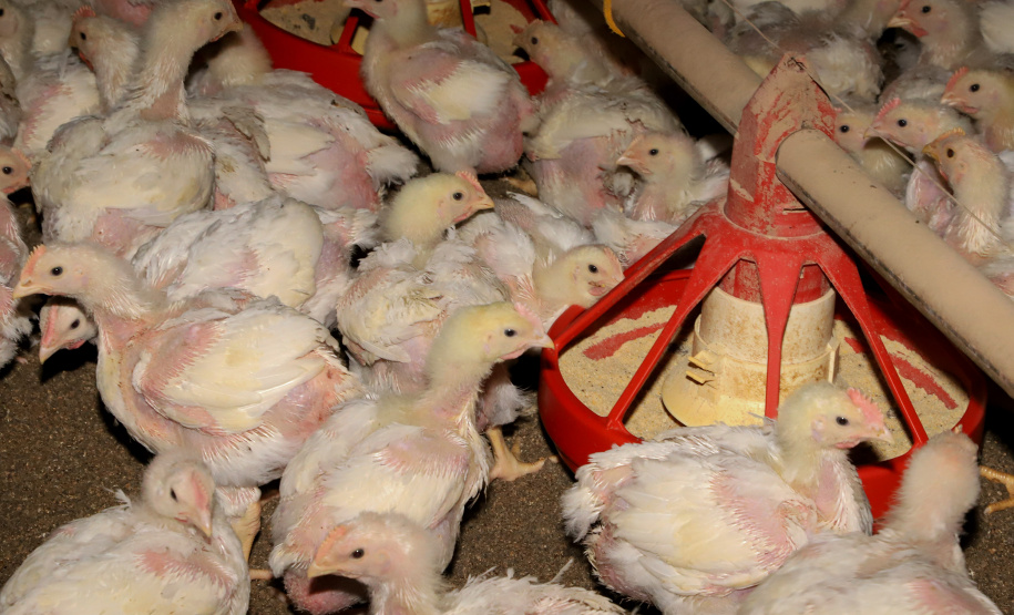 GRANJA DE FRANGOS - Edenílson Carlos Copini - Produtor de Frangos em Toledo, Oeste do Paraná  -  Toledo, 29/06/2021  -  Foto: Ari Dias/AEN