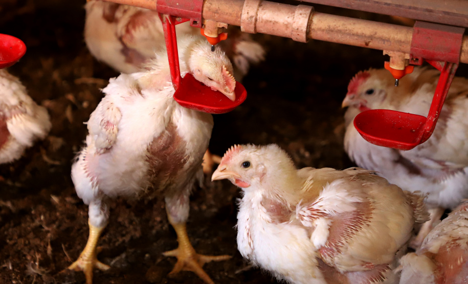 GRANJA DE FRANGOS - Edenílson Carlos Copini - Produtor de Frangos em Toledo, Oeste do Paraná  -  Toledo, 29/06/2021  -  Foto: Ari Dias/AEN