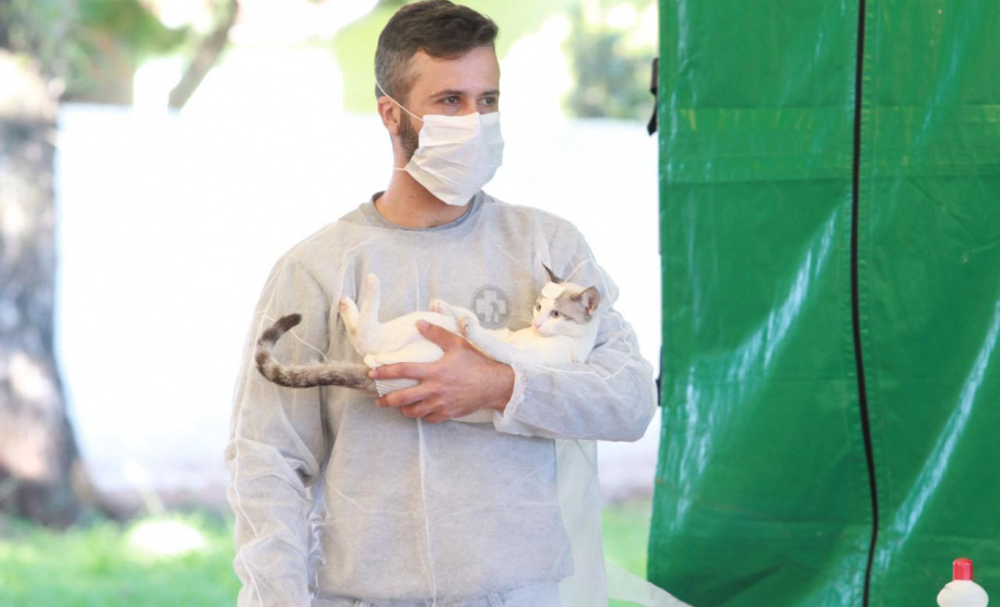 O Programa Permanente de Esterilização de Cães e Gatos (CastraPet), iniciativa da Secretaria estadual do Desenvolvimento Sustentável e do Turismo (Sedest), estará em Formosa do Oeste nesta semana com a castração de 115 cães e gatos no município. A ação ocorre segunda-feira (12) e terça-feira (13).  -  Foto: Alessandro Vieira/Arquivo AEN