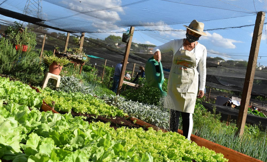 O Programa Cultivar Energia, da Copel, já acumula 7 hortas comunitárias espalhadas pelo Paraná, com previsão de implantar mais 5 ainda este ano. Pelo menos 270 famílias são diretamente beneficiadas pela iniciativa, que consiste na implantação de hortas comunitárias sob linhas de alta, média e baixa tensão da Companhia, permitindo um uso seguro e nobre dessas áreas. - Curitiba, 13/07/2021 - Foto: Copel