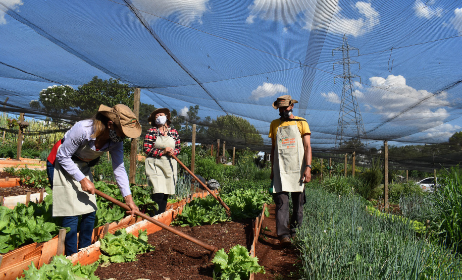 O Programa Cultivar Energia, da Copel, já acumula 7 hortas comunitárias espalhadas pelo Paraná, com previsão de implantar mais 5 ainda este ano. Pelo menos 270 famílias são diretamente beneficiadas pela iniciativa, que consiste na implantação de hortas comunitárias sob linhas de alta, média e baixa tensão da Companhia, permitindo um uso seguro e nobre dessas áreas. - Curitiba, 13/07/2021 - Foto: Copel