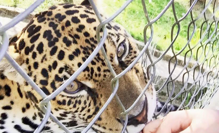 A Secretaria do Desenvolvimento Sustentável e do Turismo (Sedest), juntamente com o Instituto Água e Terra e Secretaria de Segurança Pública (SESP) instituem o Comitê Gestor da Fauna Silvestre Vitimada (CGFAU). - Curitiba, 13/07/2021 - Foto: Sedest/IAT