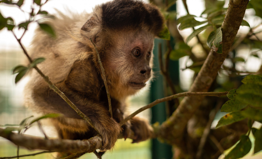 A Secretaria do Desenvolvimento Sustentável e do Turismo (Sedest), juntamente com o Instituto Água e Terra e Secretaria de Segurança Pública (SESP) instituem o Comitê Gestor da Fauna Silvestre Vitimada (CGFAU). -  Curitiba, 13/07/2021  -  Foto: Instituto Anami