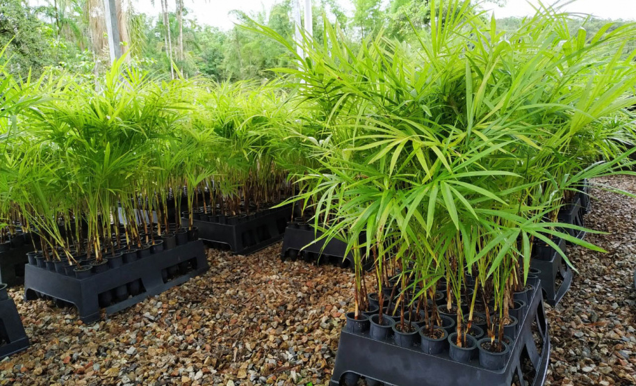 IAT distribui mudas frutíferas nativas em troca de doações no sábado, em Guaratuba - Curitiba, 14/07/2021 - Foto: Sedest/IAT