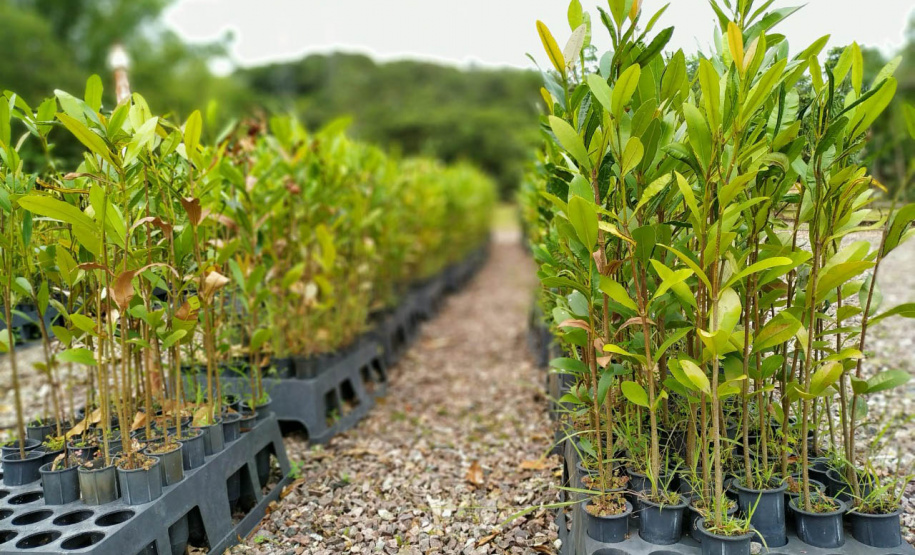 IAT distribui mudas frutíferas nativas em troca de doações no sábado, em Guaratuba - Curitiba, 14/07/2021 - Foto: Sedest/IAT