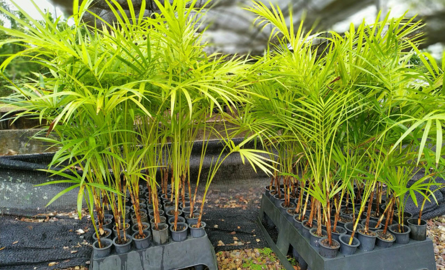 IAT distribui mudas frutíferas nativas em troca de doações no sábado, em Guaratuba - Curitiba, 14/07/2021 - Foto: Sedest/IAT