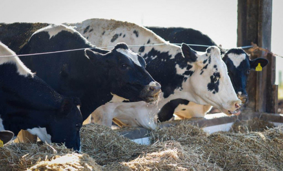 Com resultado de 15% a mais no Plano Safra, BRDE apresenta nova meta para 21/22  -  Curitiba, 14/07/2021  -  Foto: Rodolfo Bührer