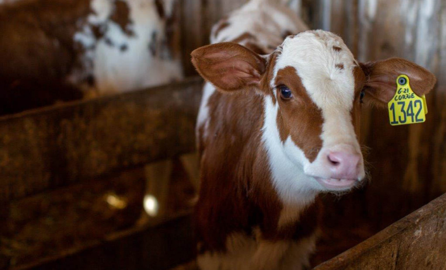 Com resultado de 15% a mais no Plano Safra, BRDE apresenta nova meta para 21/22  -  Curitiba, 14/07/2021  -  Foto: Rodolfo Bührer