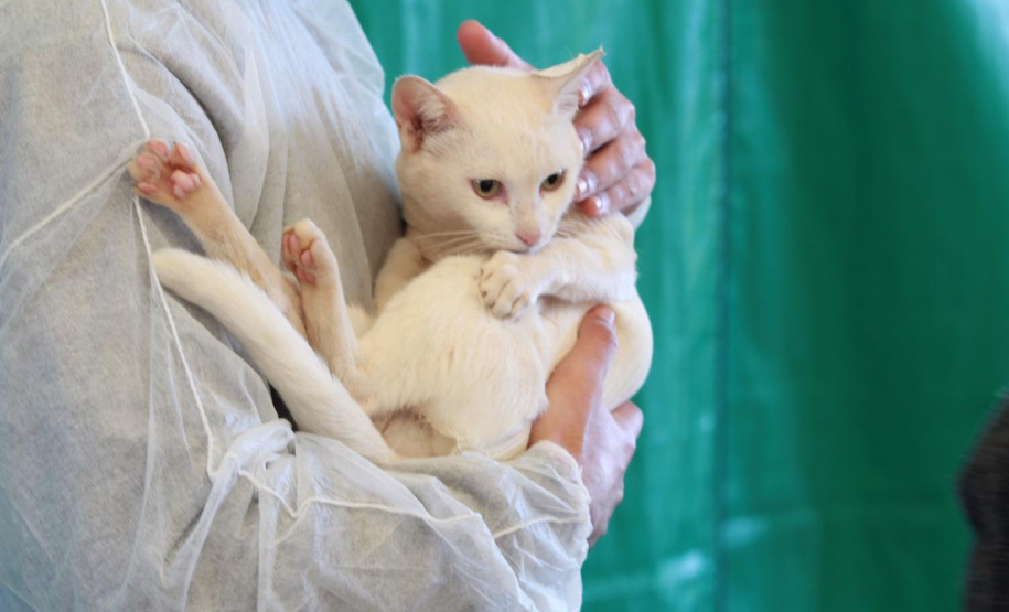 Município de Farol recebe programa de esterilização de cães e gatos, com 115 vagas   -  Foto: Alessandro Vieira/AEN