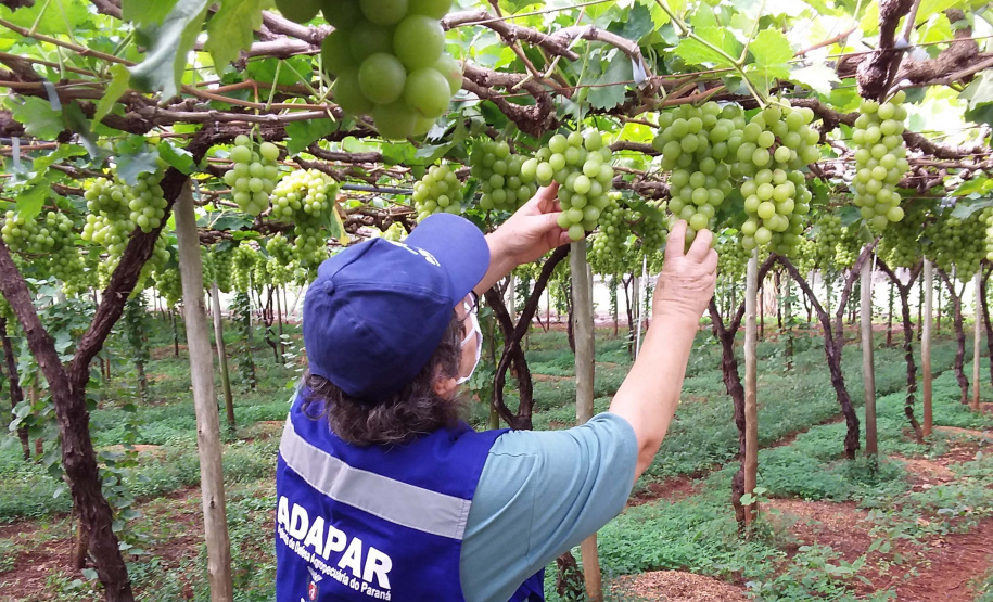 A previsão é contratar 30 médicos veterinários e 50 técnicos
agropecuários. Data estava adiada em razão da pandemia do
novo coronavírus
Foto: Adapar