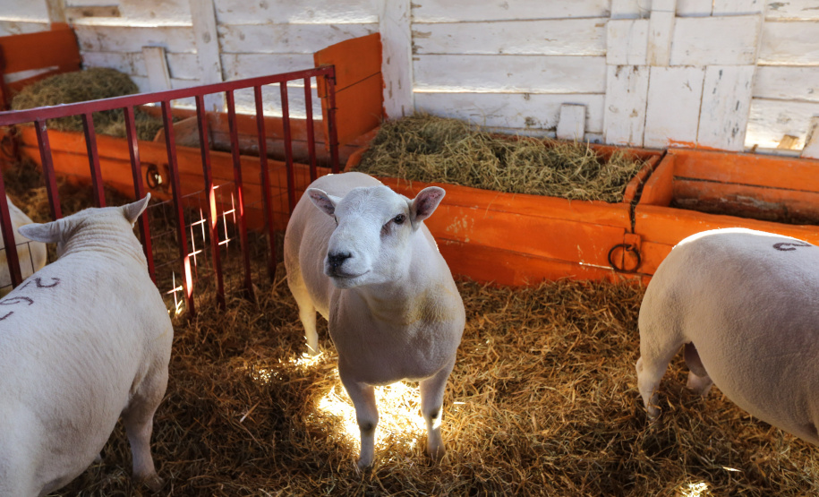Preço de carne ovina não acompanha alta de outras espécies no primeiro semestre
Foto: Geraldo Bubniak/AEN
