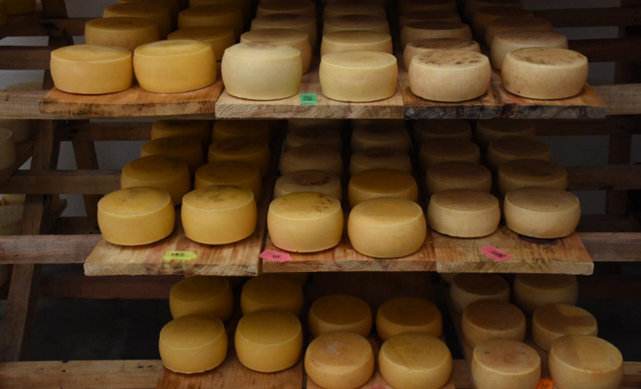 Queijo artesanal de Salgado Filho é o primeiro produto paranaense a receber o Selo Arte
Foto:  Júlio César Nesi