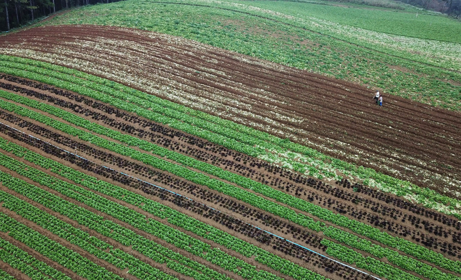 ORGÂNICOS - Tijucas do Sul - Produtor Lourival Pereira da Silva - Tijucas do Sul, 25/06/2021 - foto: José Fernando Ogura/AEN