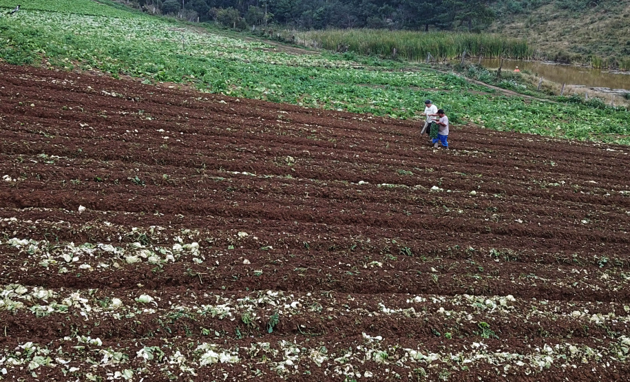 ORGÂNICOS - Tijucas do Sul - Produtor Lourival Pereira da Silva - Tijucas do Sul, 25/06/2021 - foto: José Fernando Ogura/AEN
