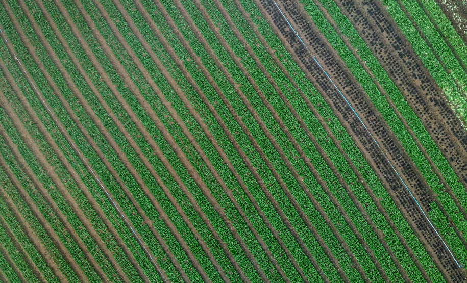 ORGÂNICOS - Tijucas do Sul - Produtor Lourival Pereira da Silva - Tijucas do Sul, 25/06/2021 - foto: José Fernando Ogura/AEN