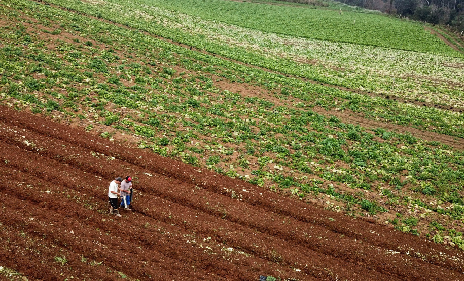 ORGÂNICOS - Tijucas do Sul - Produtor Lourival Pereira da Silva - Tijucas do Sul, 25/06/2021 - foto: José Fernando Ogura/AEN