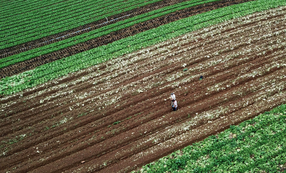 ORGÂNICOS - Tijucas do Sul - Produtor Lourival Pereira da Silva - Tijucas do Sul, 25/06/2021 - foto: José Fernando Ogura/AEN