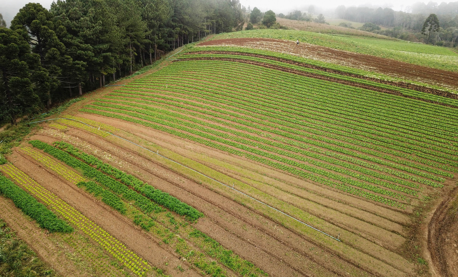 ORGÂNICOS - Tijucas do Sul - Produtor Lourival Pereira da Silva - Tijucas do Sul, 25/06/2021 - foto: José Fernando Ogura/AEN