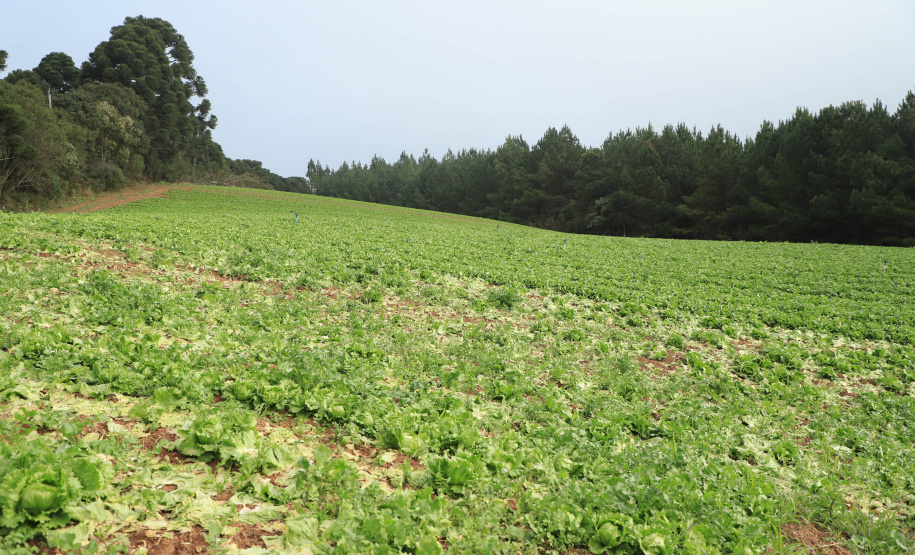 ORGÂNICOS - Tijucas do Sul - Produtor Lourival Pereira da Silva - Tijucas do Sul, 25/06/2021 - foto: José Fernando Ogura/AEN