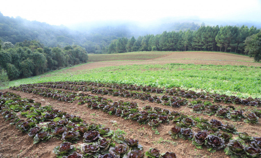 ORGÂNICOS - Tijucas do Sul - Produtor Lourival Pereira da Silva - Tijucas do Sul, 25/06/2021 - foto: José Fernando Ogura/AEN