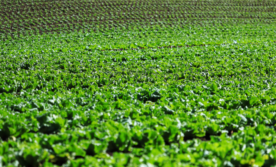 ORGÂNICOS DO SUL - Tijucas do Sul - Produtor Flavio Henrique Setim - 25/06/2021 - Foto: José Fernando Ogura/AEN