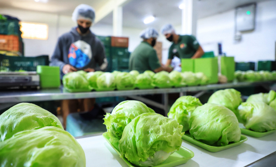 ORGÂNICOS DO SUL - Tijucas do Sul - Produtor Flavio Henrique Setim - 25/06/2021 - Foto: José Fernando Ogura/AEN