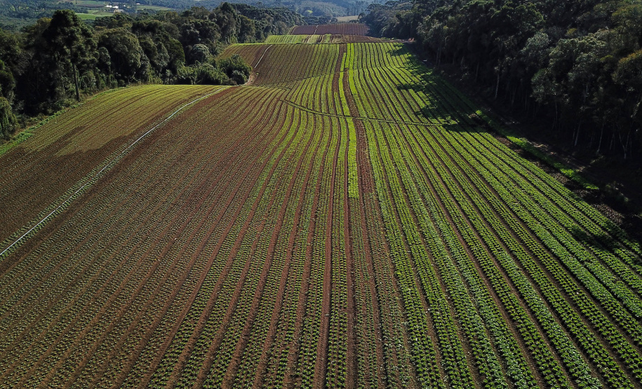ORGÂNICOS DO SUL - Tijucas do Sul - Produtor Flavio Henrique Setim - 25/06/2021 - Foto: José Fernando Ogura/AEN